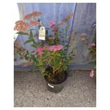 2 gallon Spiraea Anthony waterer