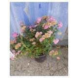 2 gallon Spiraea Anthony waterer