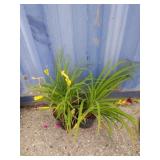 2 daylily