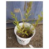 Goji berry