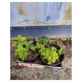 Group of Lemon Balm