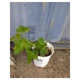Currant 2ft