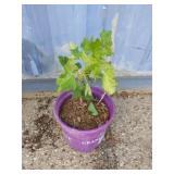 Currant