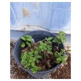 Lemon balm