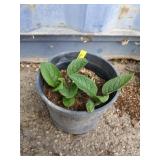 Comfrey