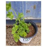 Currant