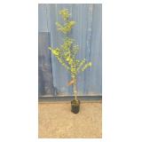 4'6 Golden rush dawn redwood