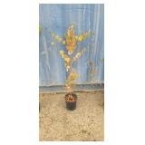 3' Japanese katsura