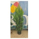 5' viresceus Western red cedar