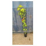 4' Norway maple tree