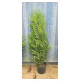 5' viresceus Western red cedar