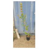 5' Pacific fire vine maple tree