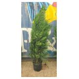 5' viresceus Western red cedar