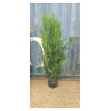 5' viresceus Western red cedar
