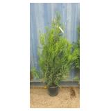 4' viresceus Western red cedar
