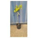 3' Indian Bean tree