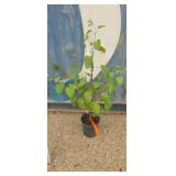 1 gallon japanese katsura