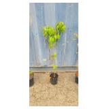 3' Chinese dogwood