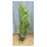 4' viresceus Western red cedar