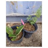 Dwarf catmint and comfrey