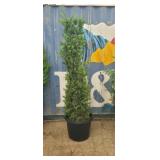 6'  Pine tree