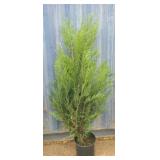5' viresceus Western red cedar