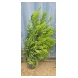 4' viresceus Western red cedar