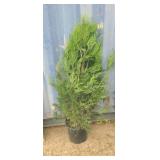 4' viresceus Western red cedar