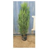 5' viresceus Western red cedar