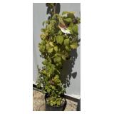 Red raspberry 3ï¿½