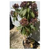 Rhododendron 2ï¿½