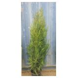 5' viresceus Western red cedar