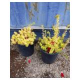 2 sedums