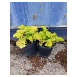2 Heuchera