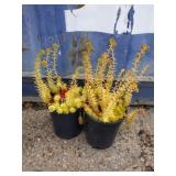 2 sedums