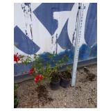 2 Rosas