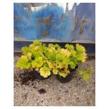 2 Heuchera