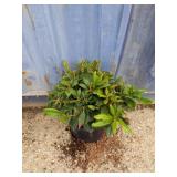 Rhododendron 3-gallon unknown colors