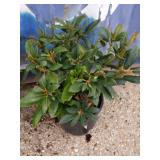 Rhododendron 3-gallon unknown colors