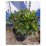Rhododendron 3-gallon unknown colors