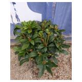 Rhododendron 3-gallon unknown colors