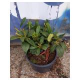 Rhododendron 3-gallon unknown colors