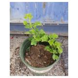 Currant