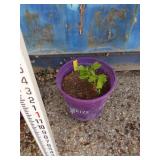 Currant