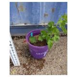 Currant