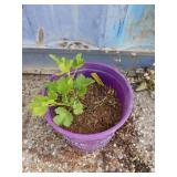 Currant