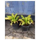 Two dancing Queen hosta
