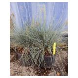 Two little chill blue fescue