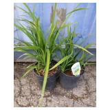 Two liriope big blue
