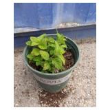 Lemon balm